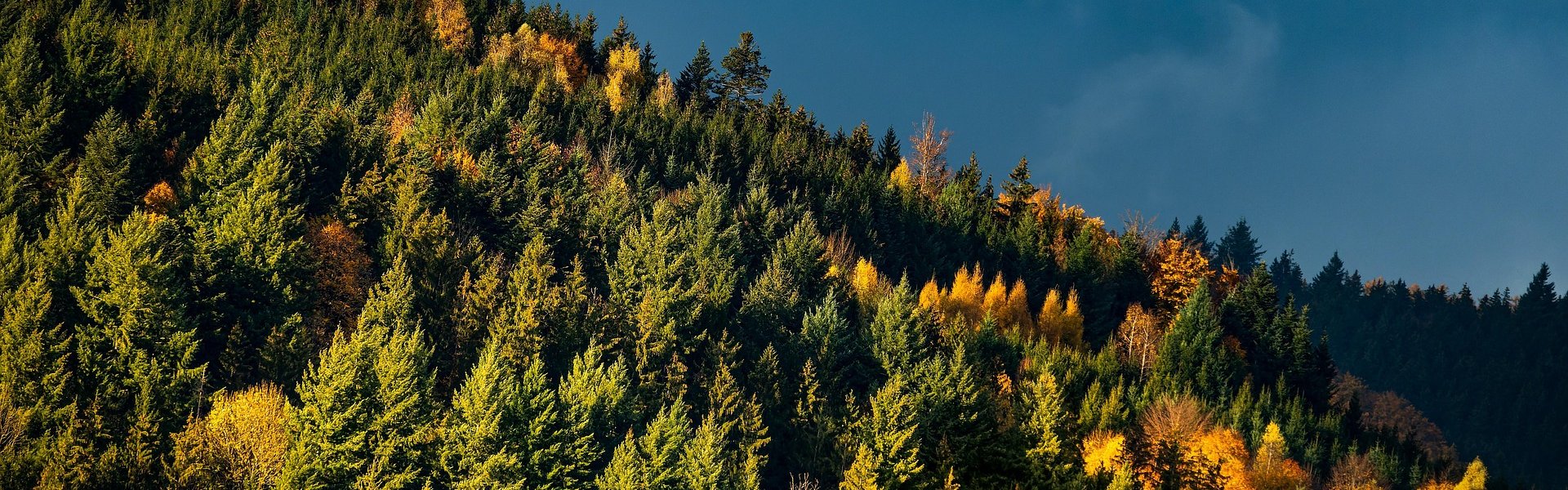 Il legno un materiale naturale